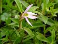 Chinese Lobelia